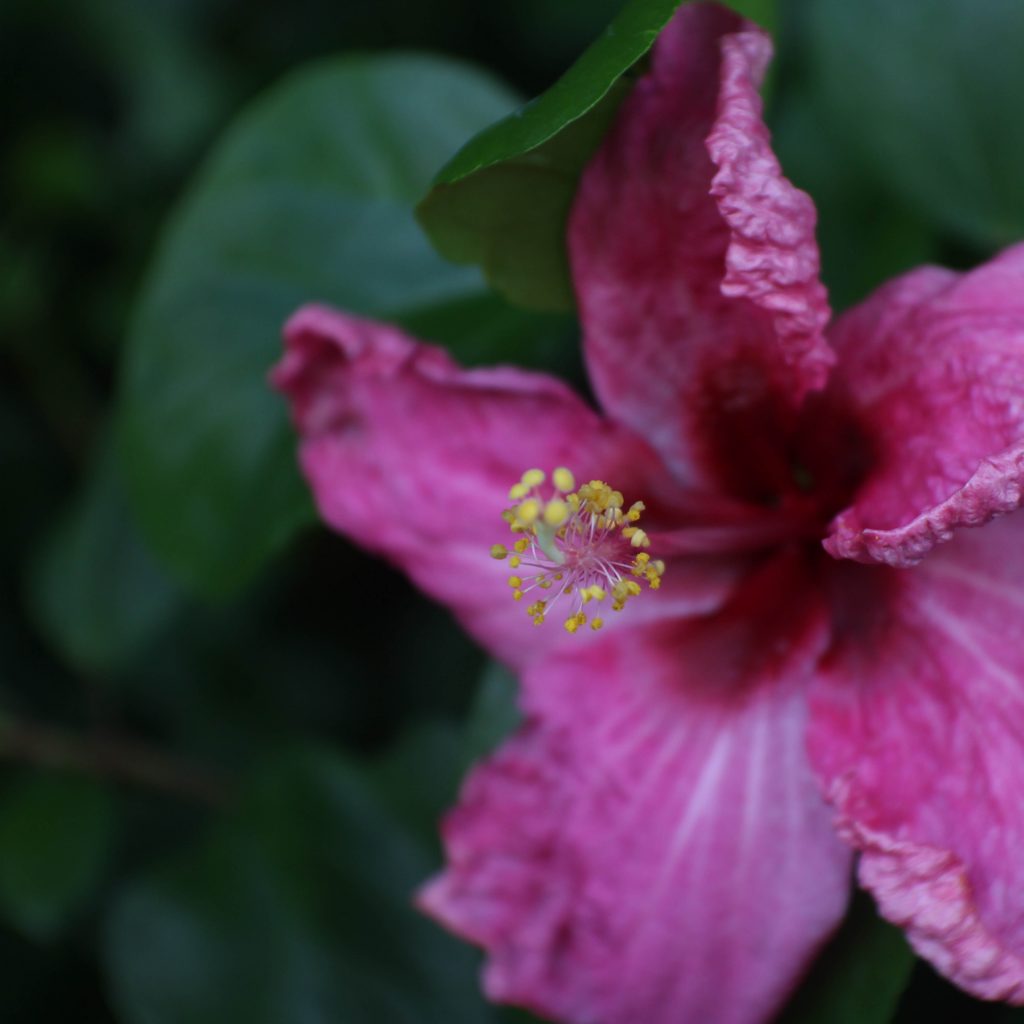 Retreat Mauritius - Tusentals vackra blommor på plats